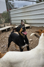 OAK, Hund, Mischlingshund in Spanien - Bild 4