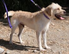 SEPPL, Hund, Terrier-Mix in Zypern - Bild 2