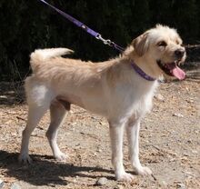 SEPPL, Hund, Terrier-Mix in Zypern - Bild 3