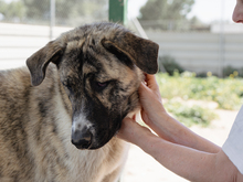 SAMIRA, Hund, Mischlingshund in Spanien - Bild 1