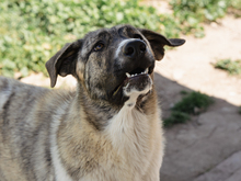 SAMIRA, Hund, Mischlingshund in Spanien - Bild 2