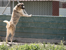 SAMIRA, Hund, Mischlingshund in Spanien - Bild 3