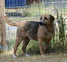 WILLOW, Hund, Mischlingshund in Rumänien - Bild 4