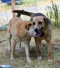 WILLOW, Hund, Mischlingshund in Rumänien - Bild 6