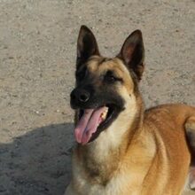 JACKSON, Hund, Malinois in Spanien - Bild 1