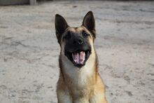 JACKSON, Hund, Malinois in Spanien - Bild 2