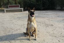 JACKSON, Hund, Malinois in Spanien - Bild 3