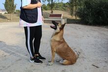 JACKSON, Hund, Malinois in Spanien - Bild 4