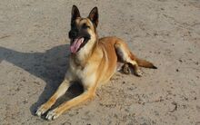 JACKSON, Hund, Malinois in Spanien - Bild 5