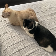 BIZCOCHO, Katze, Siam-Mix in Spanien - Bild 12