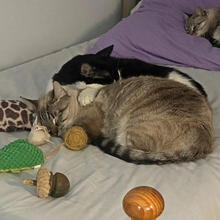 BIZCOCHO, Katze, Siam-Mix in Spanien - Bild 13