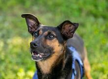 LUCY, Hund, Mischlingshund in Russische Föderation