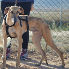 BAMBU, Hund, Galgo Español in Willstätt - Bild 2