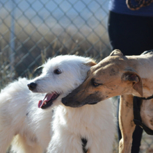 BAMBU, Hund, Galgo Español in Willstätt - Bild 3