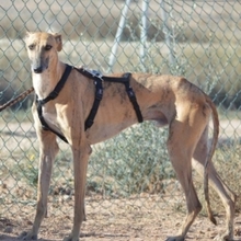 BAMBU, Hund, Galgo Español in Willstätt - Bild 4