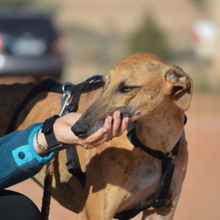 BAMBU, Hund, Galgo Español in Willstätt - Bild 5