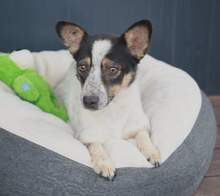 DUSTY, Hund, Mischlingshund in Rumänien
