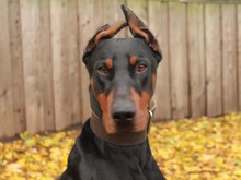 XAVIER, Hund, Dobermann in Hamburg - Bild 1