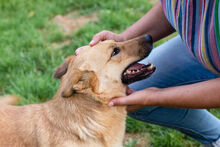 BUTTERFLY, Hund, Mischlingshund in Kroatien - Bild 1