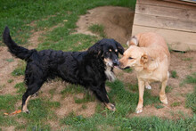 BUTTERFLY, Hund, Mischlingshund in Kroatien - Bild 2