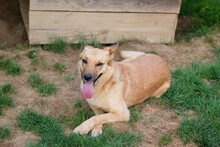 BUTTERFLY, Hund, Mischlingshund in Kroatien - Bild 3