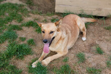 BUTTERFLY, Hund, Mischlingshund in Kroatien - Bild 4