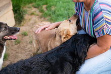 BUTTERFLY, Hund, Mischlingshund in Kroatien - Bild 5