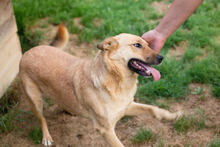 BUTTERFLY, Hund, Mischlingshund in Kroatien - Bild 6