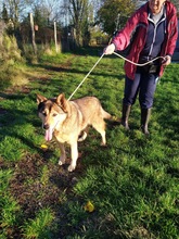 EDI2, Hund, Deutscher Schäferhund-Siberian Husky-Mix in Ungarn - Bild 1