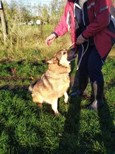 EDI2, Hund, Deutscher Schäferhund-Siberian Husky-Mix in Ungarn - Bild 2