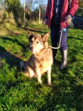 EDI2, Hund, Deutscher Schäferhund-Siberian Husky-Mix in Ungarn - Bild 3