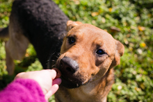 COOKIE, Hund, Mischlingshund in Kroatien