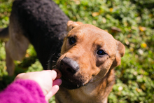 COOKIE, Hund, Mischlingshund in Kroatien - Bild 1