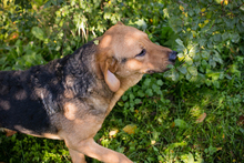 COOKIE, Hund, Mischlingshund in Kroatien - Bild 4