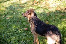 COOKIE, Hund, Mischlingshund in Kroatien - Bild 5