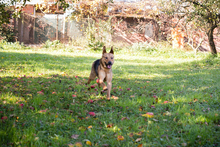 COOKIE, Hund, Mischlingshund in Kroatien - Bild 6