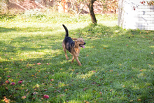 COOKIE, Hund, Mischlingshund in Kroatien - Bild 7