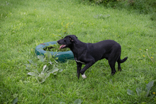 ANGIE, Hund, Mischlingshund in Kroatien - Bild 3