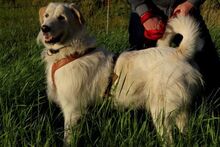 ALBANO, Hund, Maremmano-Mix in Wagenfeld - Bild 3