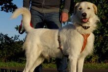 ALBANO, Hund, Maremmano-Mix in Wagenfeld - Bild 4