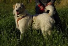 ALBANO, Hund, Maremmano-Mix in Wagenfeld - Bild 6