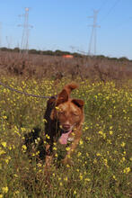FALK, Hund, Mischlingshund in Portugal