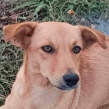 SHANTY, Hund, Mischlingshund in Bulgarien