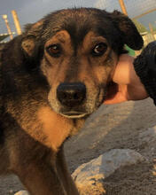 JOSY, Hund, Mischlingshund in Portugal