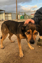 JOSY, Hund, Mischlingshund in Portugal - Bild 4