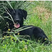 NENA, Hund, Mischlingshund in Rumänien - Bild 3