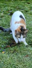 CODINA, Katze, Europäisch Kurzhaar in Kiel - Bild 15