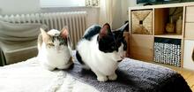 CODINA, Katze, Europäisch Kurzhaar in Kiel - Bild 5