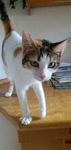 CODINA, Katze, Europäisch Kurzhaar in Kiel - Bild 8