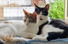 CODINA, Katze, Europäisch Kurzhaar in Kiel - Bild 9